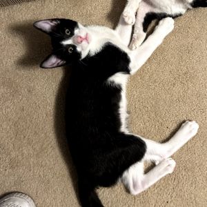 Ron and Harry are 4 month old brothers who have a lot of love to give They are 