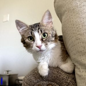 Meet Sandwiches Sammy - a curious quirky kitten with a big heart and a little