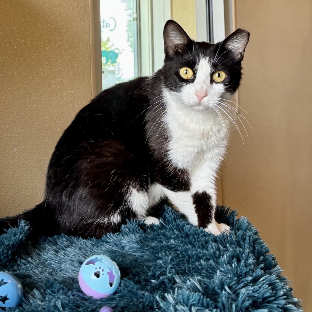 Nobella, an adoptable Domestic Short Hair in Fredericksburg, TX, 78624 | Photo Image 1