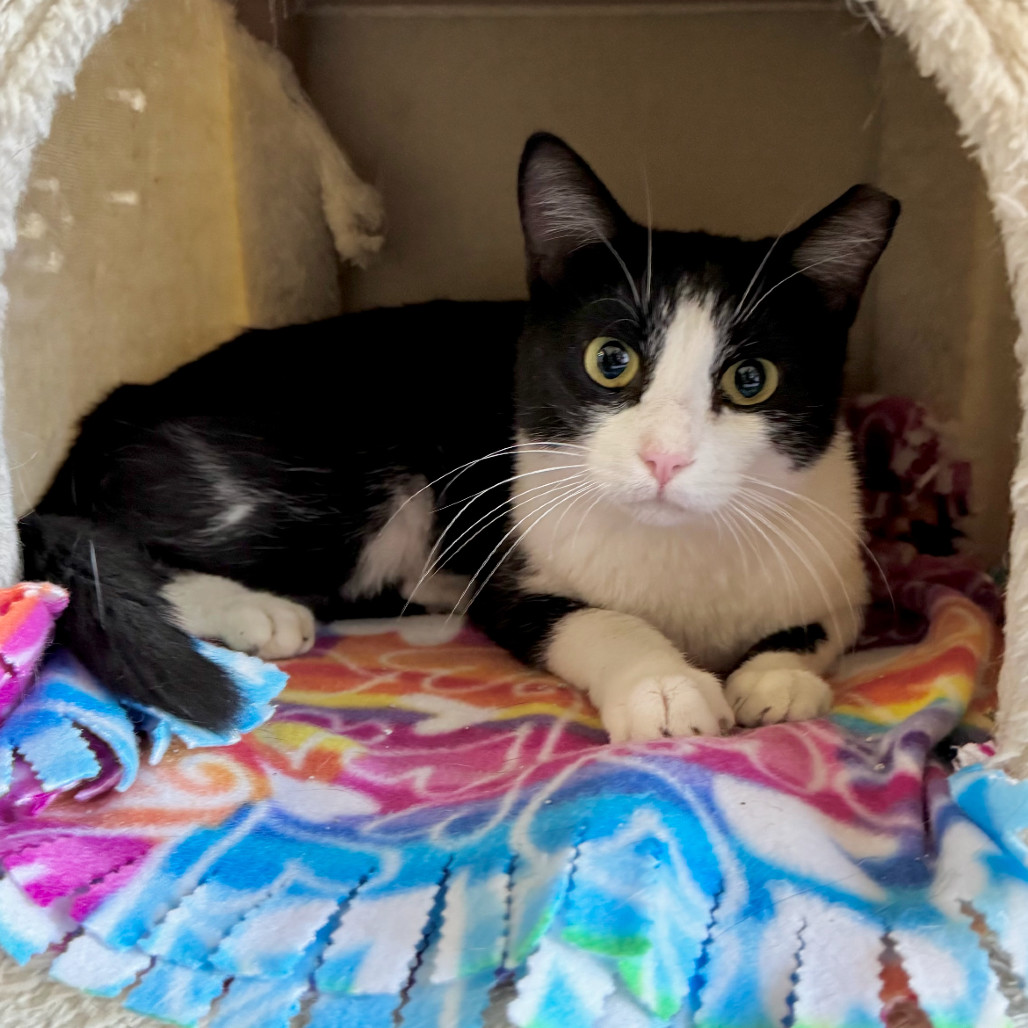 Nobella, an adoptable Domestic Short Hair in Fredericksburg, TX, 78624 | Photo Image 2