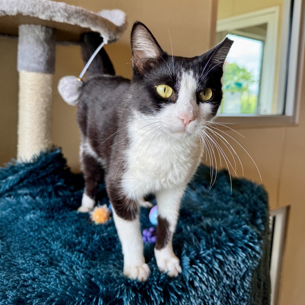 Nobella, an adoptable Domestic Short Hair in Fredericksburg, TX, 78624 | Photo Image 3