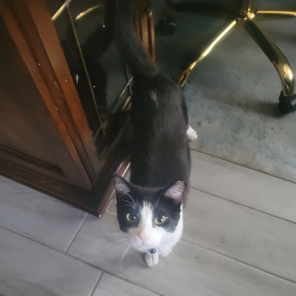 Nobella, an adoptable Domestic Short Hair in Fredericksburg, TX, 78624 | Photo Image 4