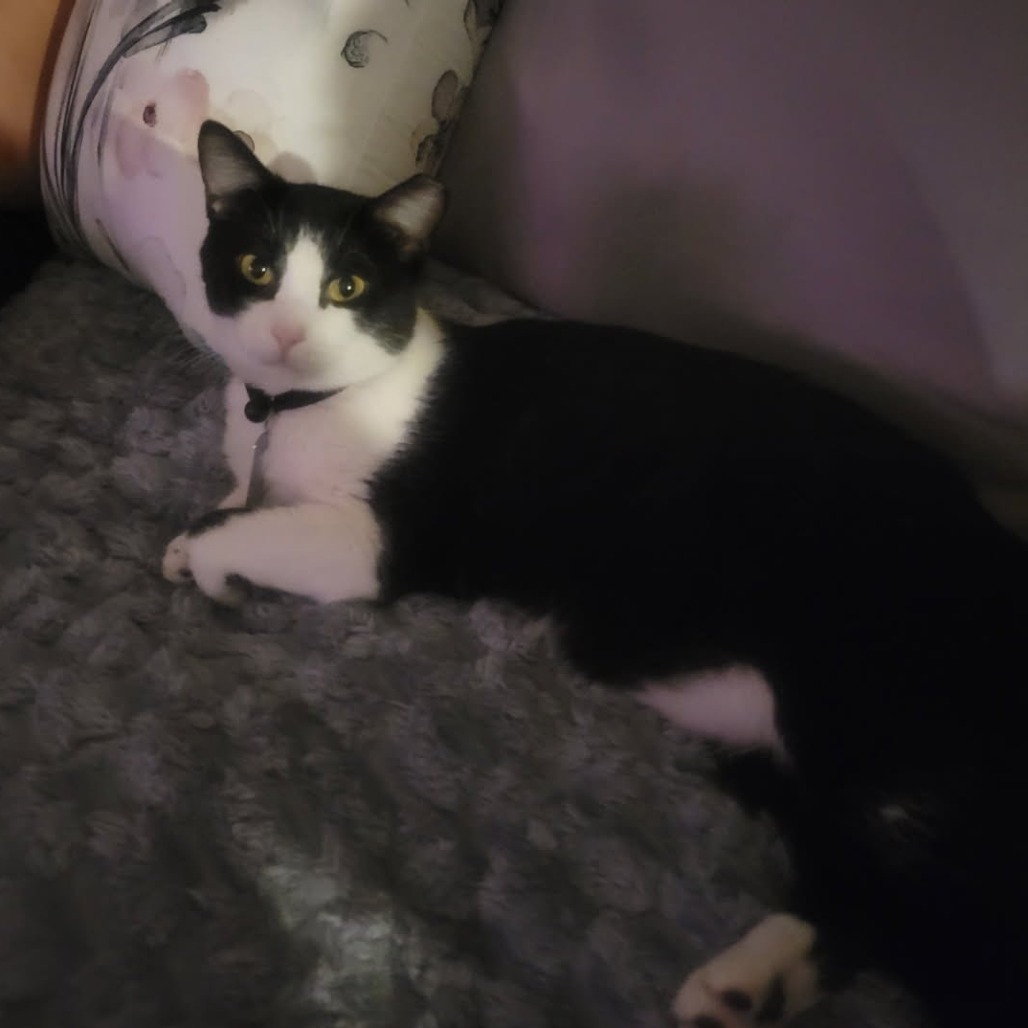 Nobella, an adoptable Domestic Short Hair in Fredericksburg, TX, 78624 | Photo Image 5