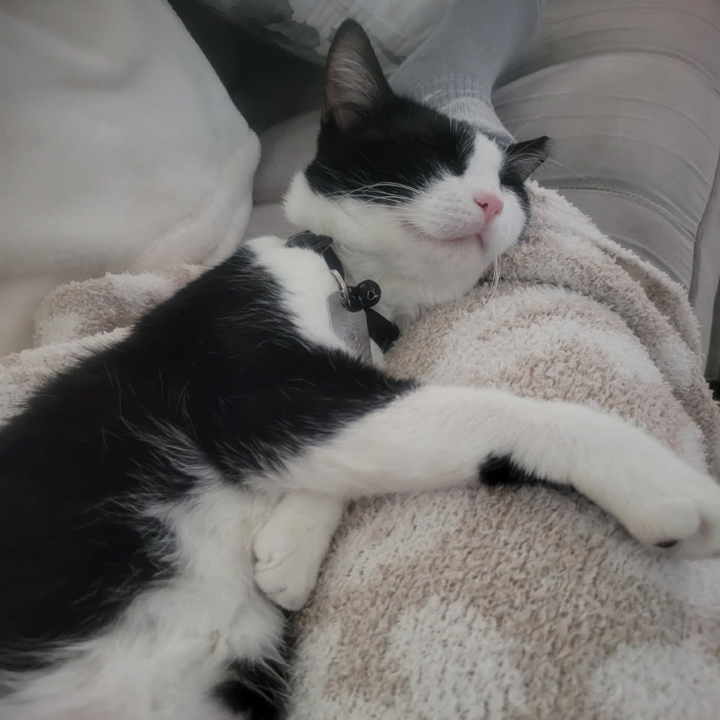 Nobella, an adoptable Domestic Short Hair in Fredericksburg, TX, 78624 | Photo Image 6