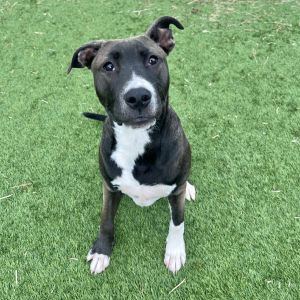 Admiral, Young Male Mixed Breed