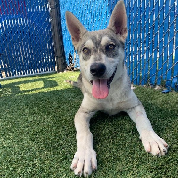 Mowgli