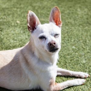 Timber, Senior Male unknown