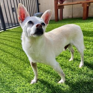 Timber, Senior Male unknown