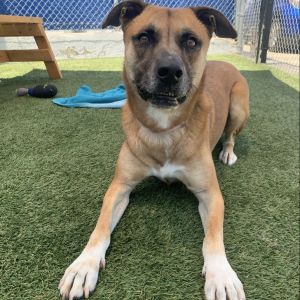 Lucy, Adult Female unknown