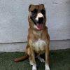 Lucy photo 2