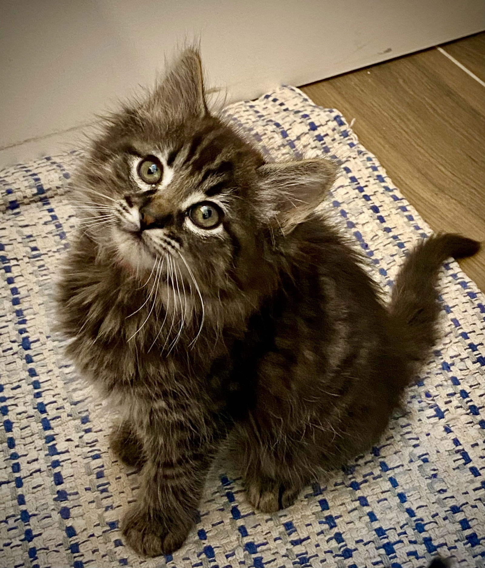Fluffnut (bonded w/Tuffnut)