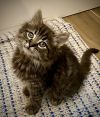 Fluffnut (bonded w/Tuffnut) photo 1
