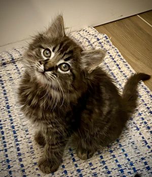 Fluffnut (bonded w/Tuffnut), Baby Male Tabby