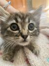 Fluffnut (bonded w/Tuffnut) photo 2