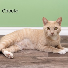 Cheeto