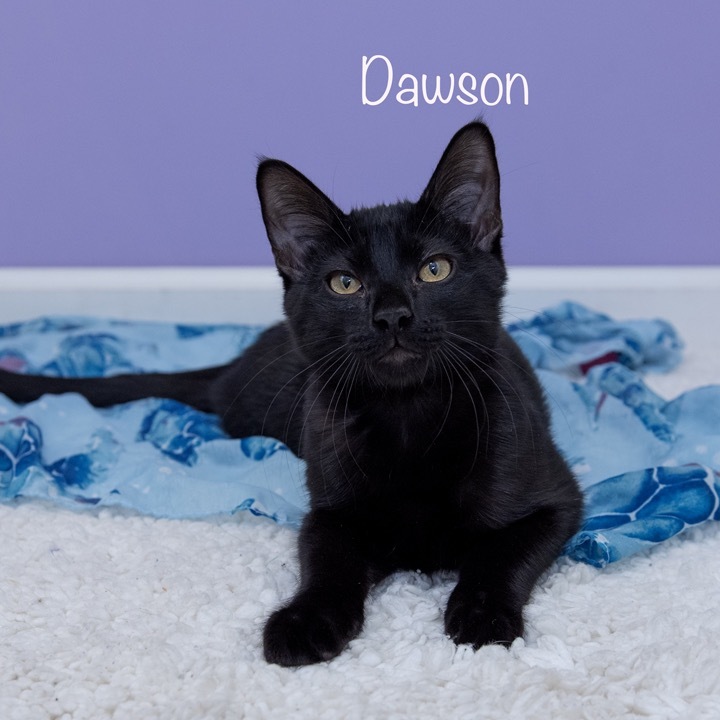 Dawson