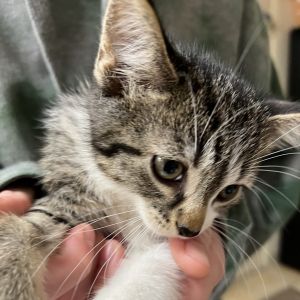 Zach, Baby Male Domestic Short Hair