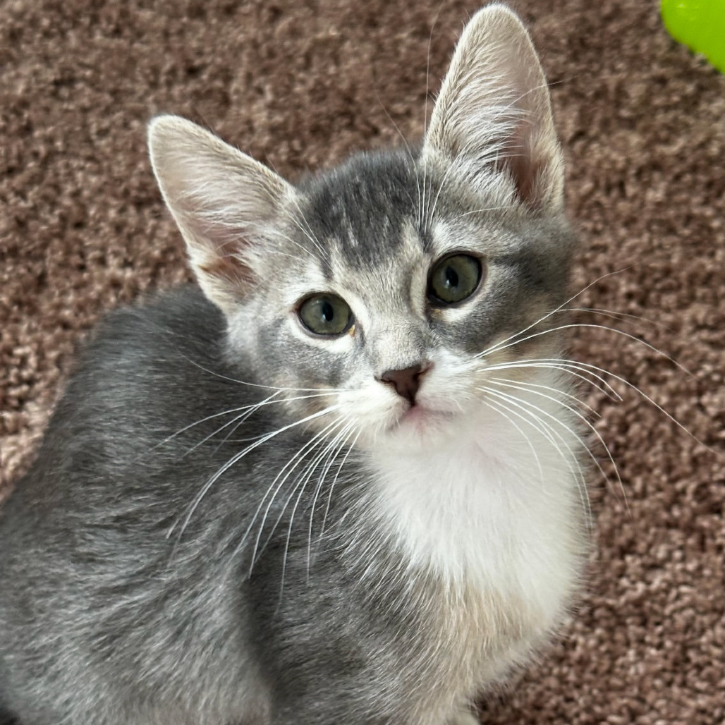 Chalupa
