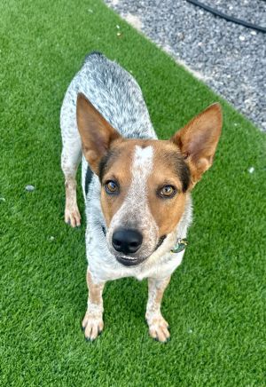 MATER, Young Male Australian Cattle Dog / Blue Heeler