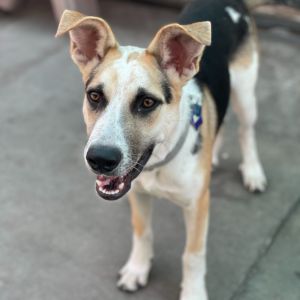 Blitz Carolina Dog Dog