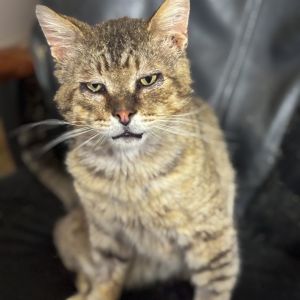 Reno, Adult Male Domestic Short Hair