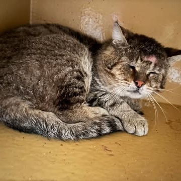 Reno, an adoptable Domestic Short Hair in Nampa, ID, 83686 | Photo Image 2