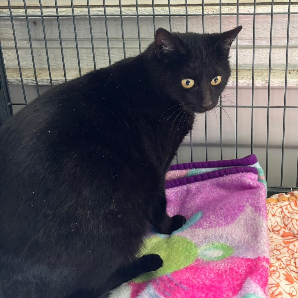 Petunia, an adoptable Domestic Short Hair in Nampa, ID, 83686 | Photo Image 2