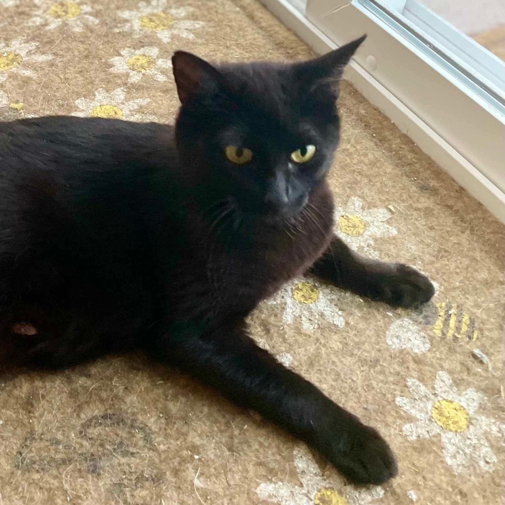 Petunia, an adoptable Domestic Short Hair in Nampa, ID, 83686 | Photo Image 3