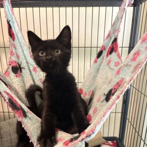 Sozin, Baby Male Domestic Short Hair