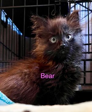 Bear, Baby Female Domestic Medium Hair