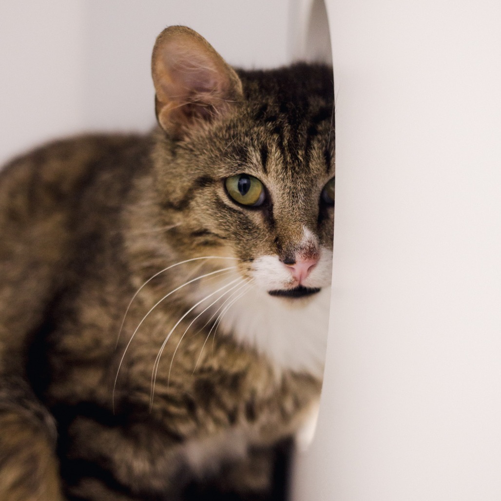 Bootsie