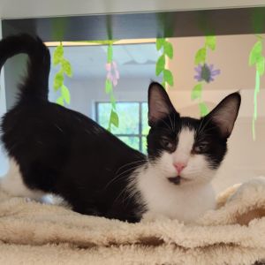 Sunny side up, Young Female Domestic Short Hair