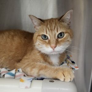 Milo, Senior Male Domestic Short Hair