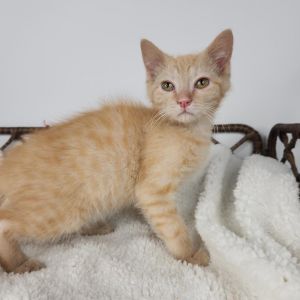 Dossy, Baby Female Domestic Short Hair