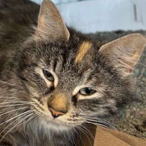 Little Miss, Adult Female Domestic Medium Hair
