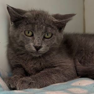 Cinder, Baby Female Domestic Short Hair