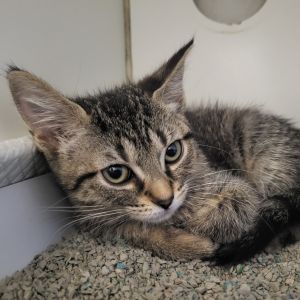 Pickles, Baby Female Domestic Short Hair