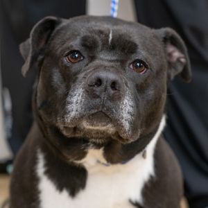 BREEZY-29950, Adult Female Pit Bull Terrier