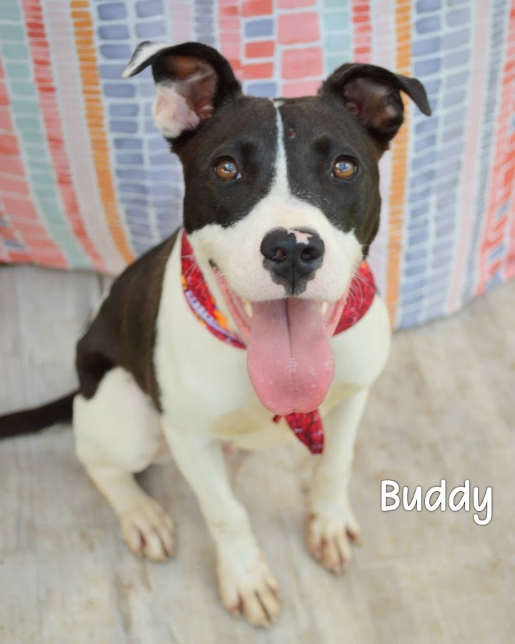Buddy