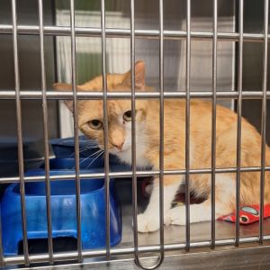 Cheep, Adult Male Domestic Short Hair