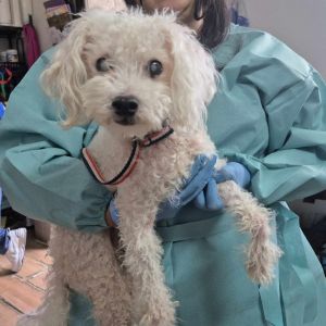 Charlie Bennett Poodle Dog