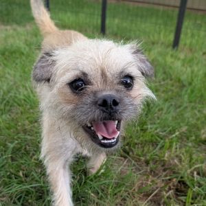 Meet Carol Lina a 2-year-old 14-pound Brussels Griffon mix with a big personality and an even bigg