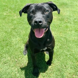 Shadow 25-06-176, Young Male Pit Bull Terrier