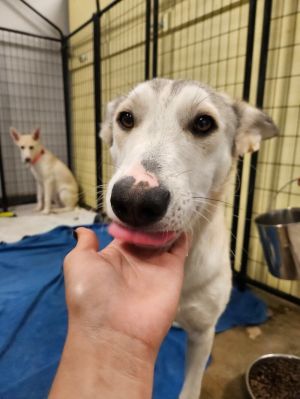 Dolce, Baby Female Shepherd