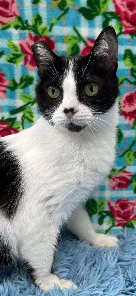 Camille, an adoptable Domestic Short Hair in Brookings, OR, 97415 | Photo Image 1