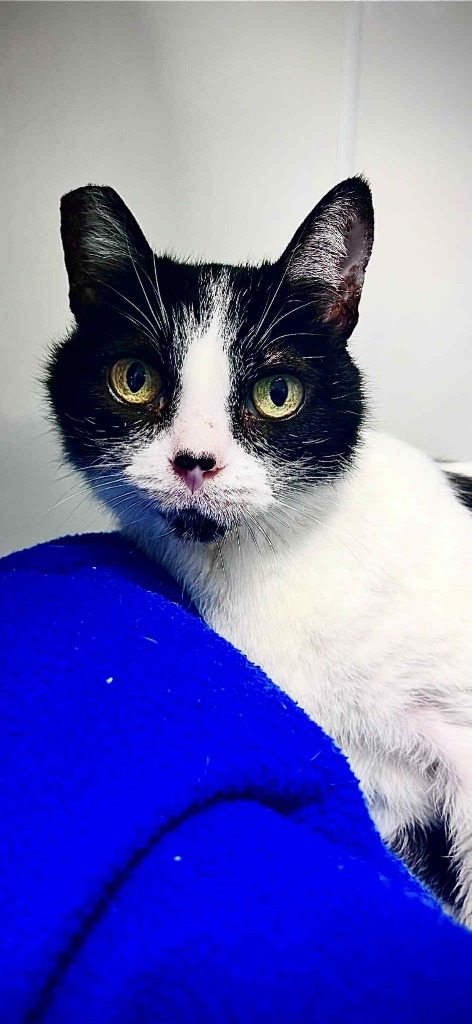 Camille, an adoptable Domestic Short Hair in Brookings, OR, 97415 | Photo Image 2
