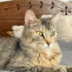 Rebekah, Adult Female Domestic Short Hair