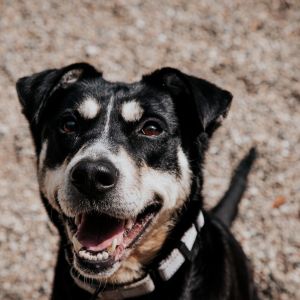 Chevy, Adult Female Mixed Breed