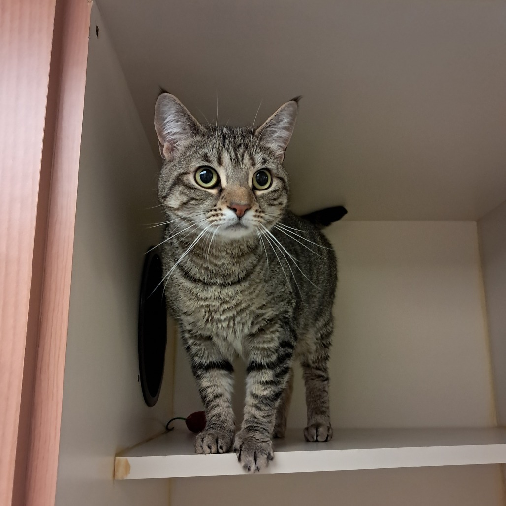 Lulu