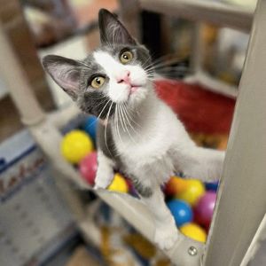 Lockhart, Baby Male Domestic Short Hair